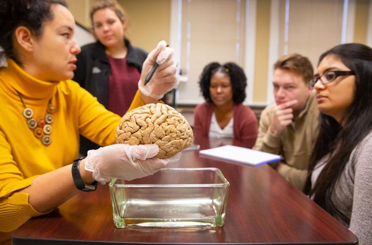 Research undergraduates at the University of Louisiana at Lafayette studying neurobiology